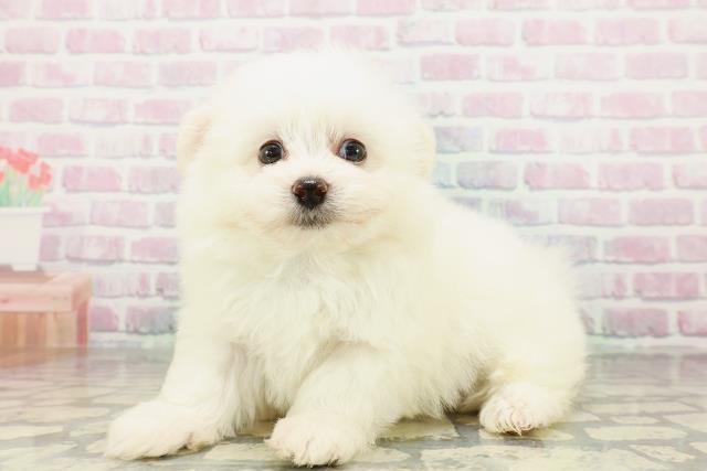 群馬県のポメビション(ポメラニアン×ビションフリーゼ) (Coo&RIKU前橋店/2026年3月2日生まれ/男の子/ホワイト)の子犬の2枚目の画像