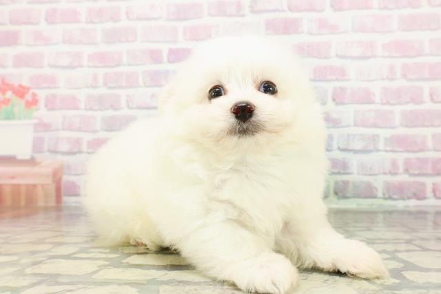 群馬県のポメビション(ポメラニアン×ビションフリーゼ) (Coo&RIKU前橋店/2026年3月2日生まれ/男の子/ホワイト)の子犬の3枚目の画像