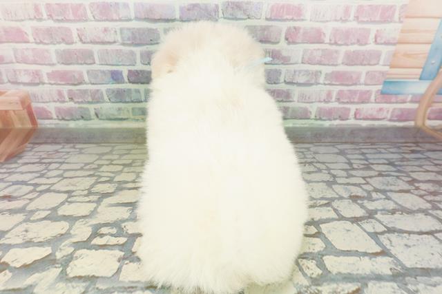 群馬県のポメビション(ポメラニアン×ビションフリーゼ) (Coo&RIKU前橋店/2026年3月2日生まれ/男の子/ホワイト)の子犬の4枚目の画像