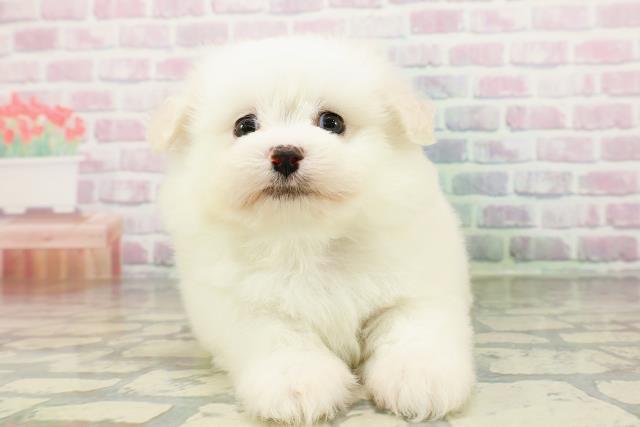 北海道のポメビション(ポメラニアン×ビションフリーゼ) (Coo&RIKU釧路店/2026年3月2日生まれ/男の子/ホワイト)の子犬の1枚目の画像