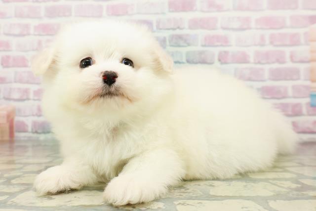 北海道のポメビション(ポメラニアン×ビションフリーゼ) (Coo&RIKU釧路店/2026年3月2日生まれ/男の子/ホワイト)の子犬の2枚目の画像