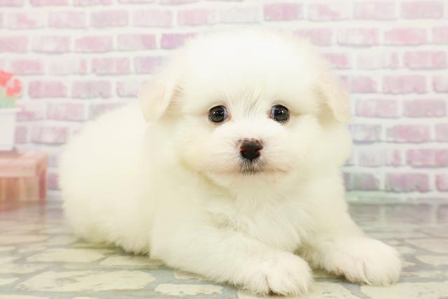 北海道のポメビション(ポメラニアン×ビションフリーゼ) (Coo&RIKU釧路店/2026年3月2日生まれ/男の子/ホワイト)の子犬の3枚目の画像