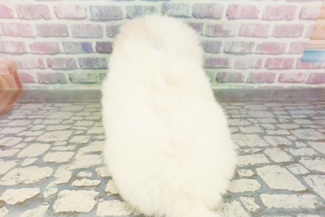 北海道のポメビション(ポメラニアン×ビションフリーゼ) (Coo&RIKU釧路店/2026年3月2日生まれ/男の子/ホワイト)の子犬の4枚目の画像