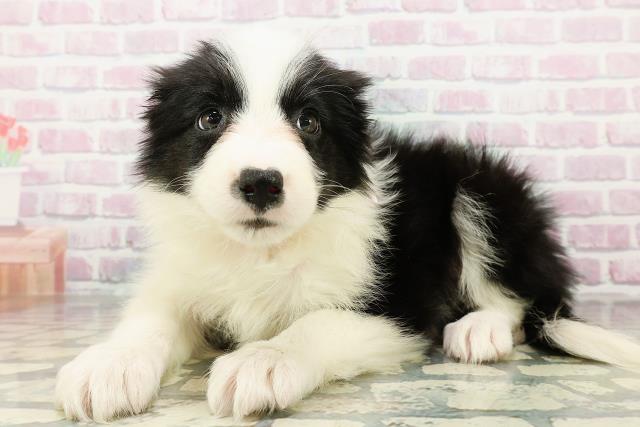 山梨県のボーダーコリー (Coo&RIKU甲府昭和通り店/2026年2月22日生まれ/女の子/ブラックホワイト)の子犬の2枚目の画像