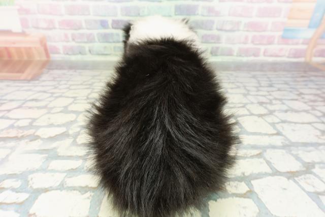 山梨県のボーダーコリー (Coo&RIKU甲府昭和通り店/2026年2月22日生まれ/女の子/ブラックホワイト)の子犬の4枚目の画像