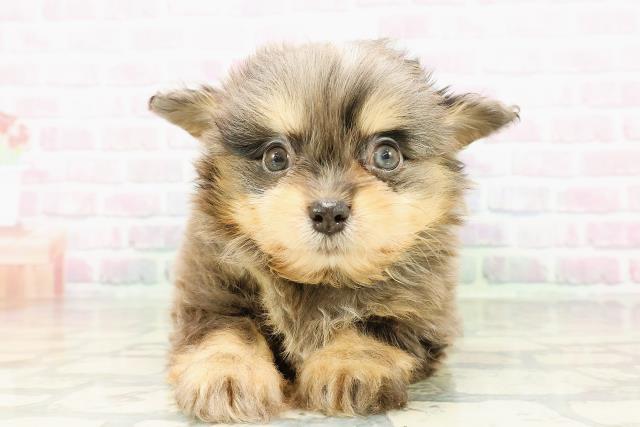 神奈川県のチワプー/プーチー(チワワ×プードル) (Coo&RIKU横浜青葉店/2026年2月23日生まれ/女の子/ブルーマールタン)の子犬の1枚目の画像