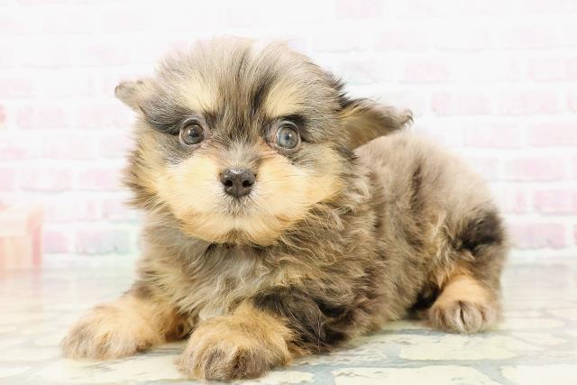 神奈川県のチワプー/プーチー(チワワ×プードル) (Coo&RIKU横浜青葉店/2026年2月23日生まれ/女の子/ブルーマールタン)の子犬の2枚目の画像