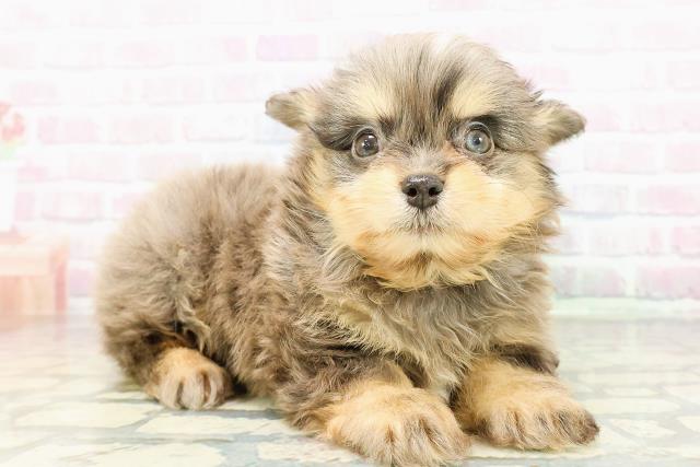 神奈川県のチワプー/プーチー(チワワ×プードル) (Coo&RIKU横浜青葉店/2026年2月23日生まれ/女の子/ブルーマールタン)の子犬の3枚目の画像