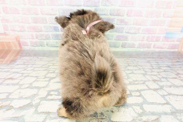 神奈川県のチワプー/プーチー(チワワ×プードル) (Coo&RIKU横浜青葉店/2026年2月23日生まれ/女の子/ブルーマールタン)の子犬の4枚目の画像