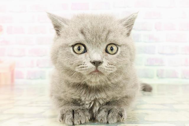 東京都のブリティッシュショートヘアー (Coo&RIKU東久留米店/2026年3月2日生まれ/男の子/ブルー)の子猫の1枚目の画像