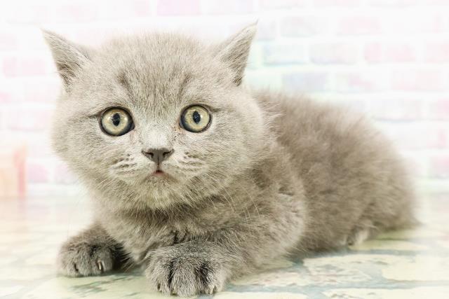 東京都のブリティッシュショートヘアー (Coo&RIKU東久留米店/2026年3月2日生まれ/男の子/ブルー)の子猫の2枚目の画像