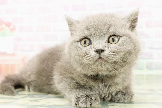 東京都のブリティッシュショートヘアー (Coo&RIKU東久留米店/2026年3月2日生まれ/男の子/ブルー)の子猫の3枚目の画像