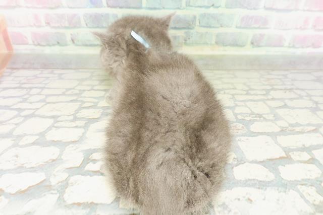 東京都のブリティッシュショートヘアー (Coo&RIKU東久留米店/2026年3月2日生まれ/男の子/ブルー)の子猫の4枚目の画像