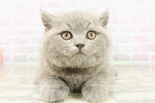 新潟県のブリティッシュショートヘアー (Coo&RIKU上越店/2026年3月2日生まれ/男の子/ブルー)の子猫の1枚目の画像