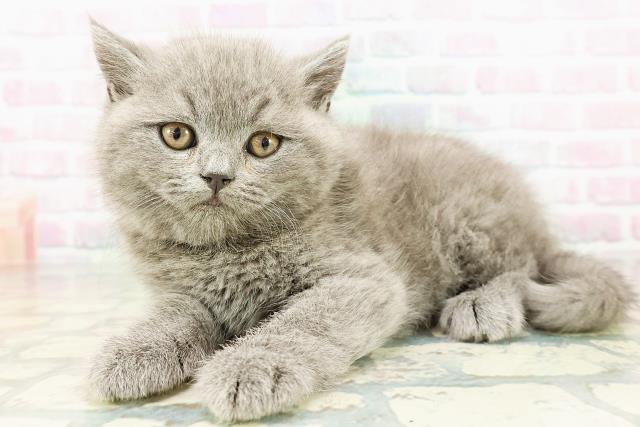 新潟県のブリティッシュショートヘアー (Coo&RIKU上越店/2026年3月2日生まれ/男の子/ブルー)の子猫の2枚目の画像