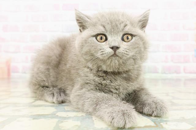 新潟県のブリティッシュショートヘアー (Coo&RIKU上越店/2026年3月2日生まれ/男の子/ブルー)の子猫の3枚目の画像