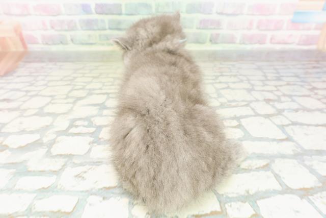 新潟県のブリティッシュショートヘアー (Coo&RIKU上越店/2026年3月2日生まれ/男の子/ブルー)の子猫の4枚目の画像