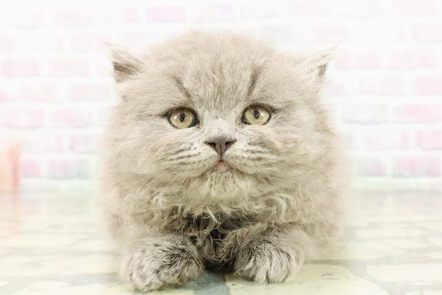 神奈川県のブリティッシュロングヘアー (Coo&RIKU相模原店/2026年3月2日生まれ/男の子/ブルー)の子猫の1枚目の画像