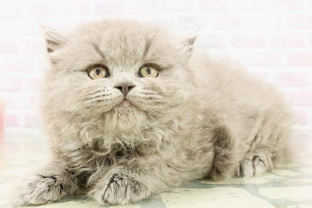 神奈川県のブリティッシュロングヘアー (Coo&RIKU相模原店/2026年3月2日生まれ/男の子/ブルー)の子猫の2枚目の画像