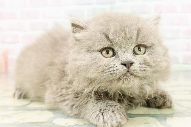 神奈川県のブリティッシュロングヘアー (Coo&RIKU相模原店/2026年3月2日生まれ/男の子/ブルー)の子猫の3枚目の画像