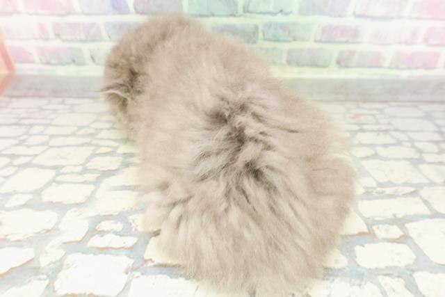 神奈川県のブリティッシュロングヘアー (Coo&RIKU相模原店/2026年3月2日生まれ/男の子/ブルー)の子猫の4枚目の画像