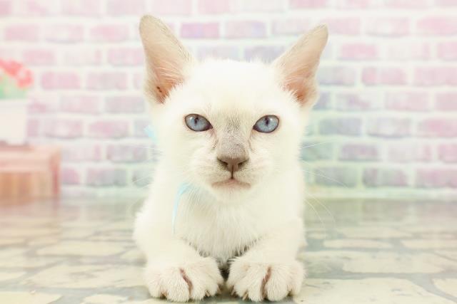 宮城県のトンキニーズ (Coo&RIKU石巻店/2026年3月1日生まれ/男の子/プラチナポイント)の子猫