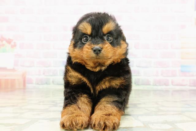 神奈川県のポメプー(ポメラニアン×プードル) (Coo&RIKU相模原店/2026年3月1日生まれ/男の子/ブラックタン)の子犬の1枚目の画像