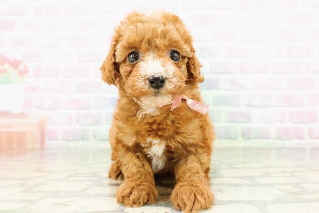 北海道のマルプー(マルチーズ×プードル) (Coo&RIKU旭川店/2026年3月1日生まれ/女の子/レッド)の子犬の1枚目の画像