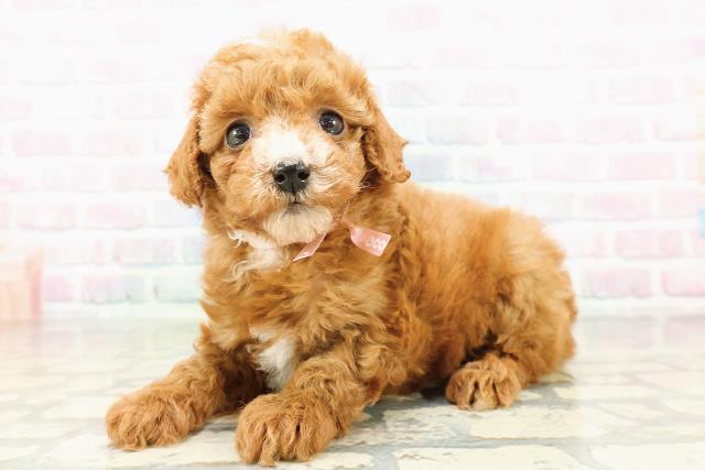 北海道のマルプー(マルチーズ×プードル) (Coo&RIKU旭川店/2026年3月1日生まれ/女の子/レッド)の子犬の2枚目の画像