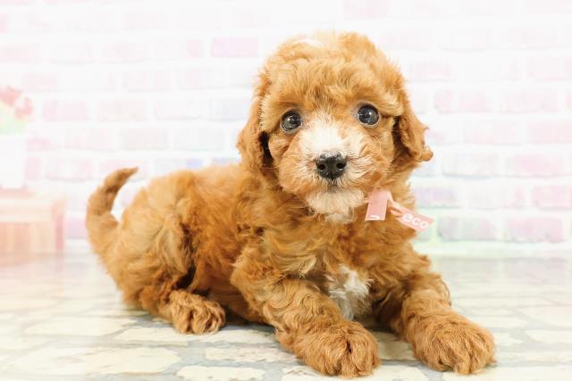 北海道のマルプー(マルチーズ×プードル) (Coo&RIKU旭川店/2026年3月1日生まれ/女の子/レッド)の子犬の3枚目の画像