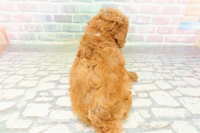 北海道のマルプー(マルチーズ×プードル) (Coo&RIKU旭川店/2026年3月1日生まれ/女の子/レッド)の子犬の4枚目の画像