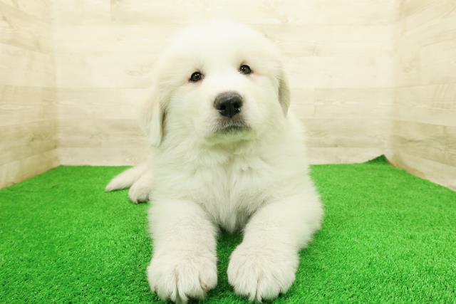 埼玉県のグレートピレニーズ (Coo&RIKU川越店/2026年3月1日生まれ/男の子/ホワイト)の子犬の1枚目の画像