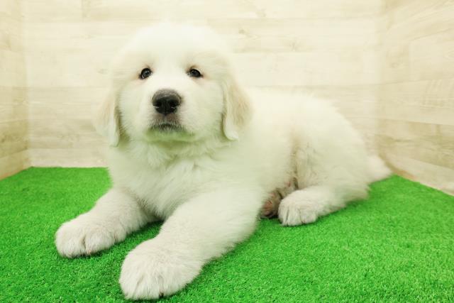 埼玉県のグレートピレニーズ (Coo&RIKU川越店/2026年3月1日生まれ/男の子/ホワイト)の子犬の2枚目の画像