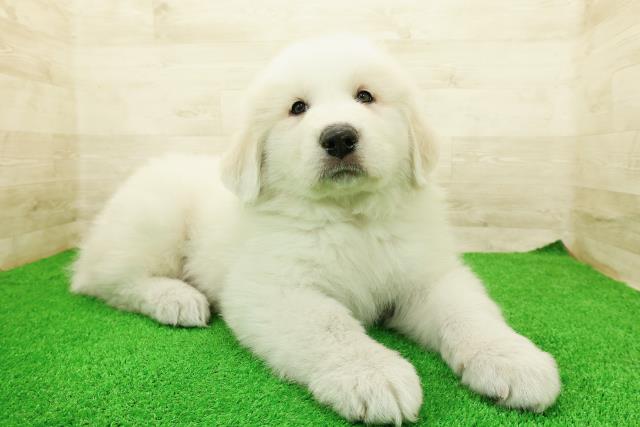 埼玉県のグレートピレニーズ (Coo&RIKU川越店/2026年3月1日生まれ/男の子/ホワイト)の子犬の3枚目の画像