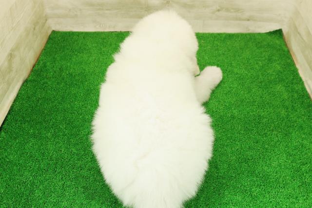 埼玉県のグレートピレニーズ (Coo&RIKU川越店/2026年3月1日生まれ/男の子/ホワイト)の子犬の4枚目の画像