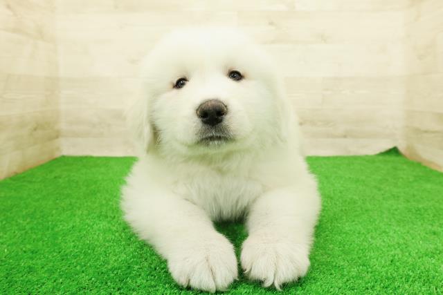 東京都のグレートピレニーズ (Coo&RIKU足立本店/2026年3月1日生まれ/男の子/ホワイト)の子犬