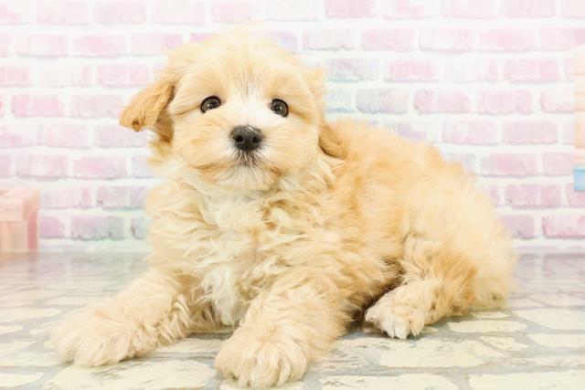 神奈川県のマルプー(マルチーズ×プードル) (Coo&RIKU横浜旭店/2026年3月1日生まれ/男の子/アプリコット)の子犬の2枚目の画像