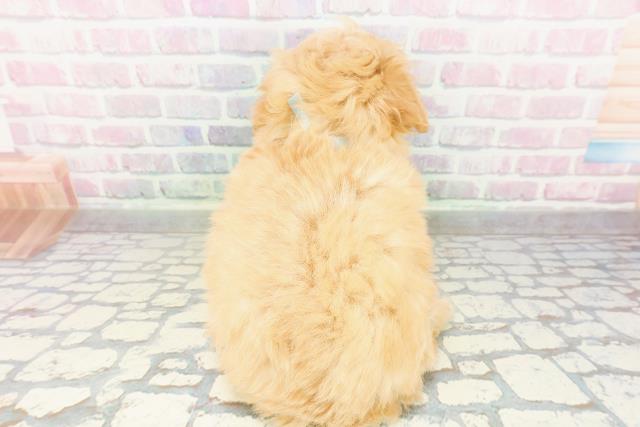 神奈川県のマルプー(マルチーズ×プードル) (Coo&RIKU横浜旭店/2026年3月1日生まれ/男の子/アプリコット)の子犬の4枚目の画像