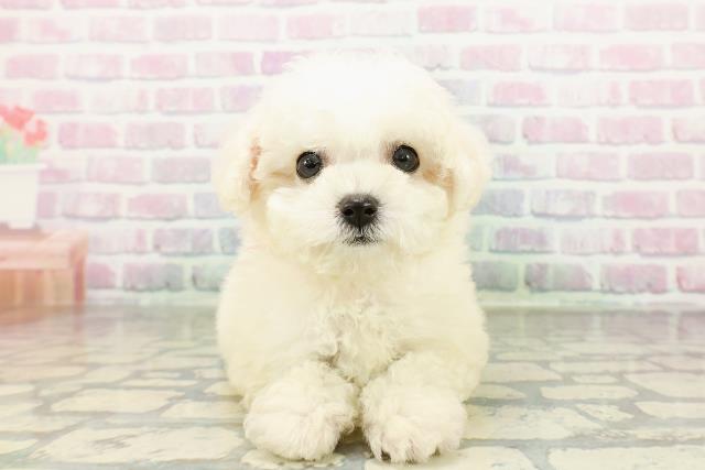 北海道のビションフリーゼ (Coo&RIKU函館店/2026年3月2日生まれ/女の子/ホワイト)の子犬の1枚目の画像