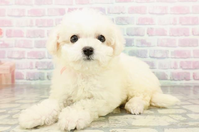 北海道のビションフリーゼ (Coo&RIKU函館店/2026年3月2日生まれ/女の子/ホワイト)の子犬の2枚目の画像