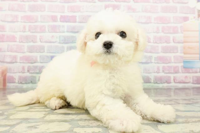 北海道のビションフリーゼ (Coo&RIKU函館店/2026年3月2日生まれ/女の子/ホワイト)の子犬の3枚目の画像