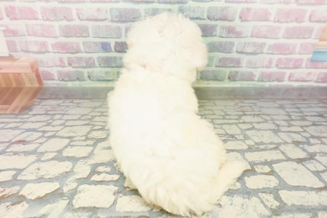 北海道のビションフリーゼ (Coo&RIKU函館店/2026年3月2日生まれ/女の子/ホワイト)の子犬の4枚目の画像