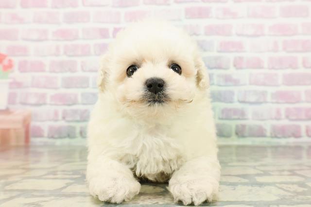 神奈川県のビションプー(ビションフリーゼ×プードル) (Coo&RIKU長津田店/2026年3月1日生まれ/男の子/クリーム)の子犬の1枚目の画像