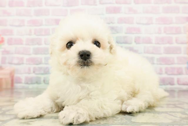 神奈川県のビションプー(ビションフリーゼ×プードル) (Coo&RIKU長津田店/2026年3月1日生まれ/男の子/クリーム)の子犬の2枚目の画像