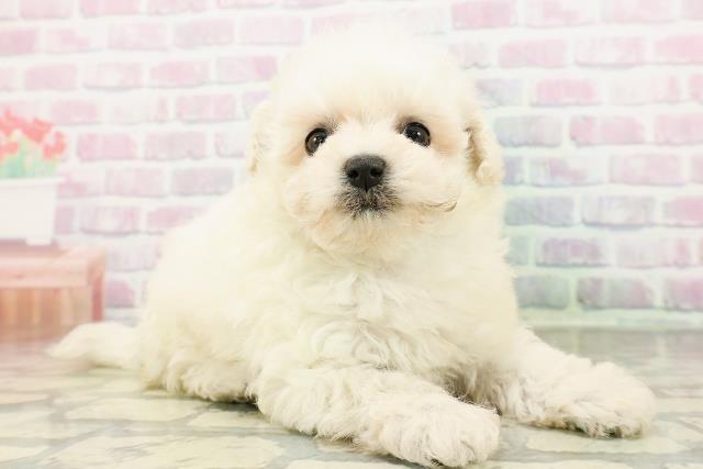 神奈川県のビションプー(ビションフリーゼ×プードル) (Coo&RIKU長津田店/2026年3月1日生まれ/男の子/クリーム)の子犬の3枚目の画像