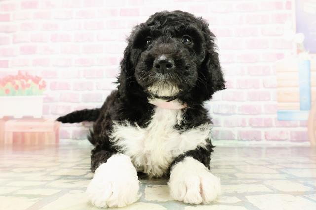 神奈川県のゴールデンドゥードゥル(ゴールデン×プードル) (Coo&RIKU相模原店/2026年3月1日生まれ/女の子/ブラックホワイト)の子犬の1枚目の画像