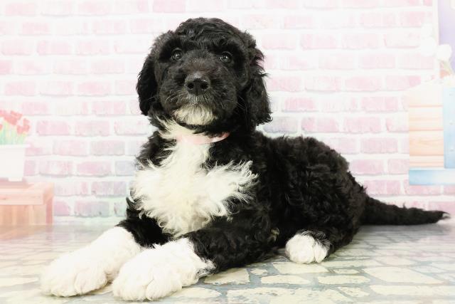 神奈川県のゴールデンドゥードゥル(ゴールデン×プードル) (Coo&RIKU相模原店/2026年3月1日生まれ/女の子/ブラックホワイト)の子犬の2枚目の画像