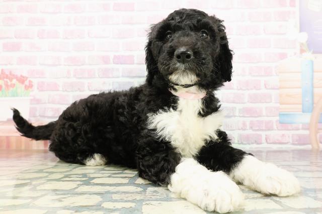 神奈川県のゴールデンドゥードゥル(ゴールデン×プードル) (Coo&RIKU相模原店/2026年3月1日生まれ/女の子/ブラックホワイト)の子犬の3枚目の画像