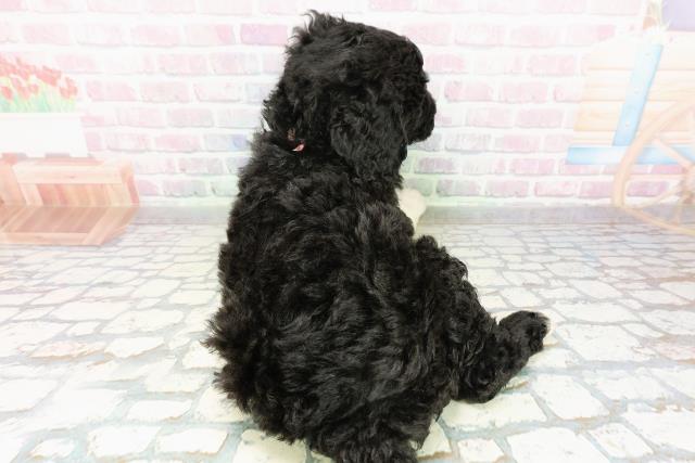 神奈川県のゴールデンドゥードゥル(ゴールデン×プードル) (Coo&RIKU相模原店/2026年3月1日生まれ/女の子/ブラックホワイト)の子犬の4枚目の画像