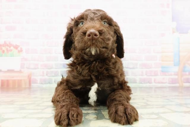 埼玉県のゴールデンドゥードゥル(ゴールデン×プードル) (Coo&RIKU川越店/2026年3月1日生まれ/女の子/ブラウンホワイト)の子犬の1枚目の画像